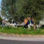 Sinds vandaag weer 3 koeien op rotonde Malburgen