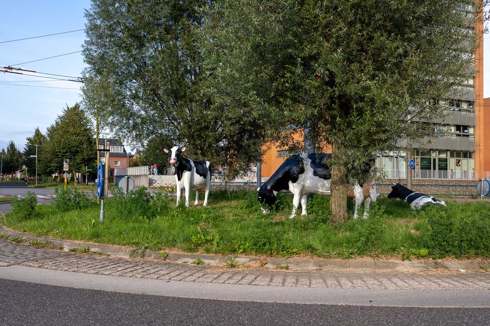 Sinds vandaag weer 3 koeien op rotonde Malburgen